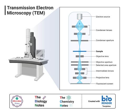 principle of tem ppt